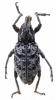 Coniocleonus turbatus